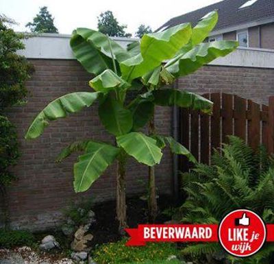 Foto 713 uit LIKEJEWIJK FOTO'S_2