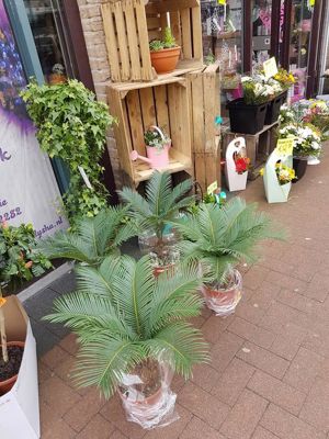 Foto 351 uit NeelyshaBloemen