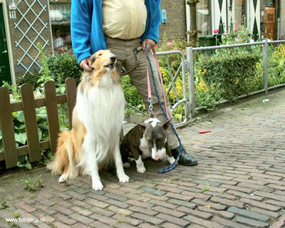 Foto 23 uit Paardenmarkt new07