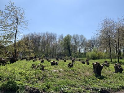 Foto 480 uit Rondje Beverwaard 2026