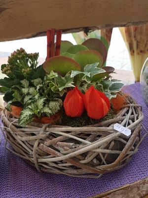 Foto 182 uit NeelyshaBloemen