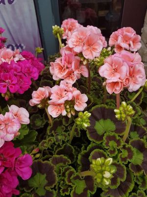 Foto 244 uit NeelyshaBloemen