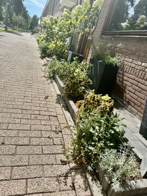 Foto 360 uit Rondje Beverwaard 2026