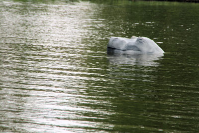 Foto 98 uit Stormpolder30_4-10