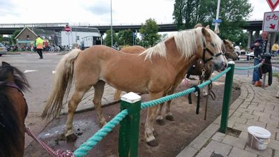 Foto 20 uit Paardenmarkt29-6