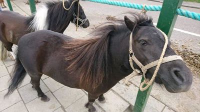 Foto 76 uit Paardenmarkt29-6