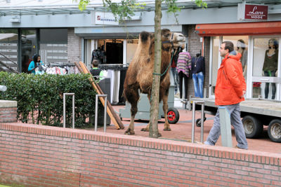 Foto 44 uit LikeJeWijkfeest14-9