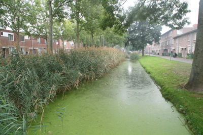 Foto 361 uit StratenBEVERWAARD