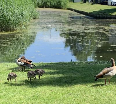 Foto 116 uit Rondje Beverwaard 2026