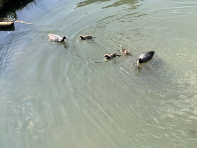 Foto 5 uit Rondje Beverwaard 2026