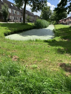 Foto 249 uit Rondje Beverwaard 2026