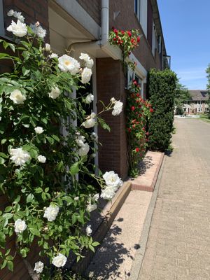 Foto 54 uit Lente En Zomer 2022