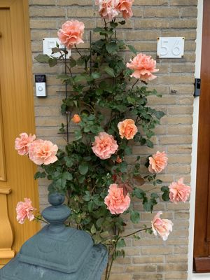 Foto 291 uit StratenBEVERWAARD