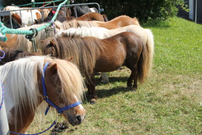 Foto 38 uit Paardenmarkt 2018