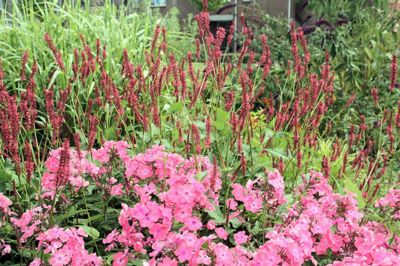 Foto 2 uit TropischeTuin16_07