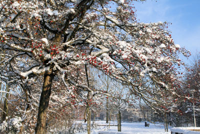 Foto 21 uit SneeuwBeverwaard10