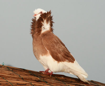 Foto 13 uit Sinterklaas 2009B.W