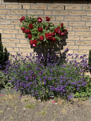 Foto 306 uit Rondje Beverwaard 2026