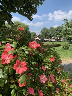 Foto 313 uit StratenBEVERWAARD