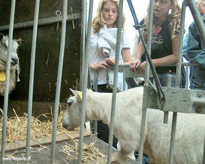 Foto 53 uit Paardenmarkt new07