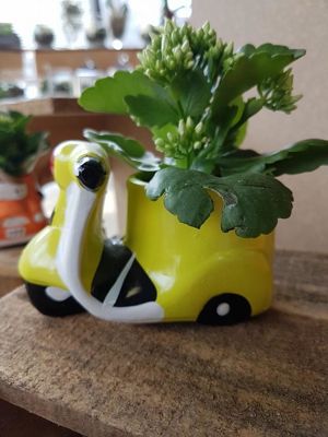 Foto 159 uit NeelyshaBloemen