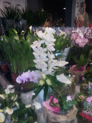 Foto 336 uit NeelyshaBloemen