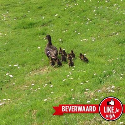 Foto 57 uit LIKEJEWIJK FOTO'S_2