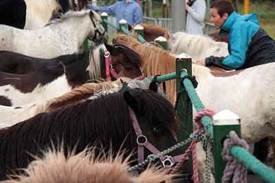 Foto 19 uit Paardenmarkt29-6