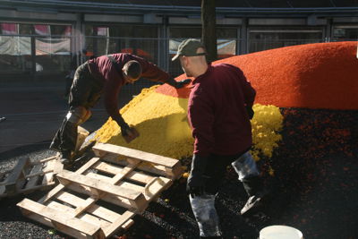 Foto 7 uit GekleurdeBollen12-3