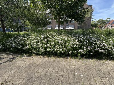 Foto 364 uit Rondje Beverwaard 2026