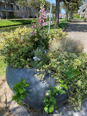 Foto 2 uit AlerdinksingelPlanten