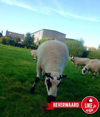 Foto 74 uit LIKEJEWIJK FOTO'S_2