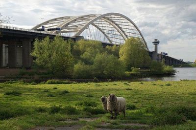 Foto 296 uit BRIENENOORDBRUG