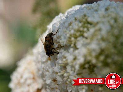 Foto 260 uit LIKEJEWIJK FOTO'S_3