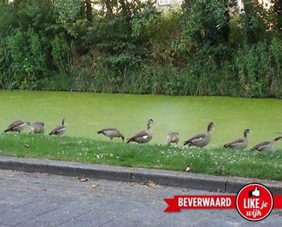 Foto 423 uit LIKEJEWIJK FOTO'S_2