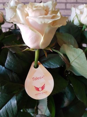 Foto 87 uit NeelyshaBloemen