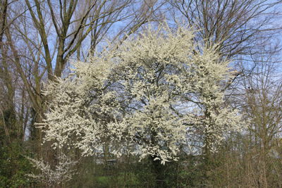 Foto 3 uit Lente Kriebels Bloei