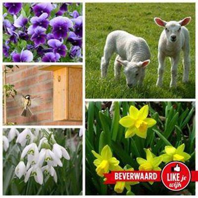 Foto 27 uit LIKEJEWIJK FOTO'S_2