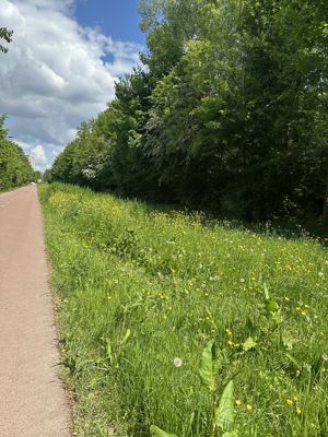 Foto 352 uit Rondje Beverwaard 2026