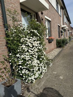 Foto 221 uit Rondje Beverwaard 2026