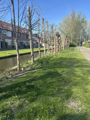 Foto 270 uit Rondje Beverwaard 2026