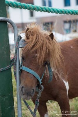 Foto 5 uit Paardenmarkt25-6