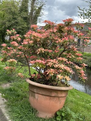 Foto 217 uit Rondje Beverwaard 2026