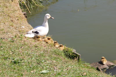 Foto 3 uit MooisUitBeverwaard