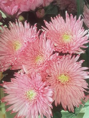 Foto 134 uit NeelyshaBloemen