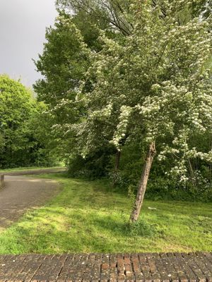 Foto 142 uit Rondje Beverwaard 2026