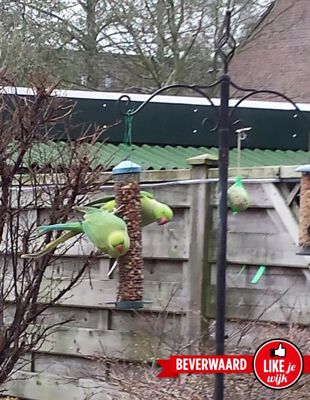 Foto 42 uit LIKEJEWIJK-2016