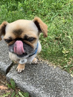 Foto 20 uit PlantenAlerdincksingel