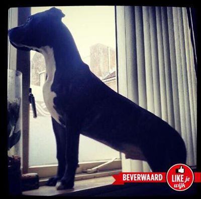 Foto 105 uit LIKEJEWIJK FOTO'S_2