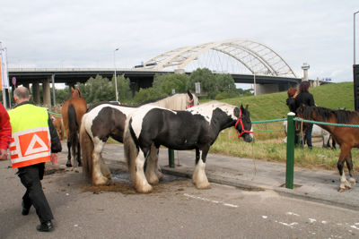 Foto 29 uit Paardenmarkt25-6
